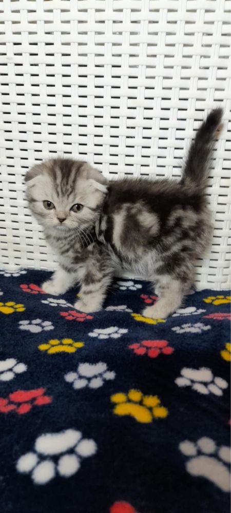 Kotek prostouchy marmurowy