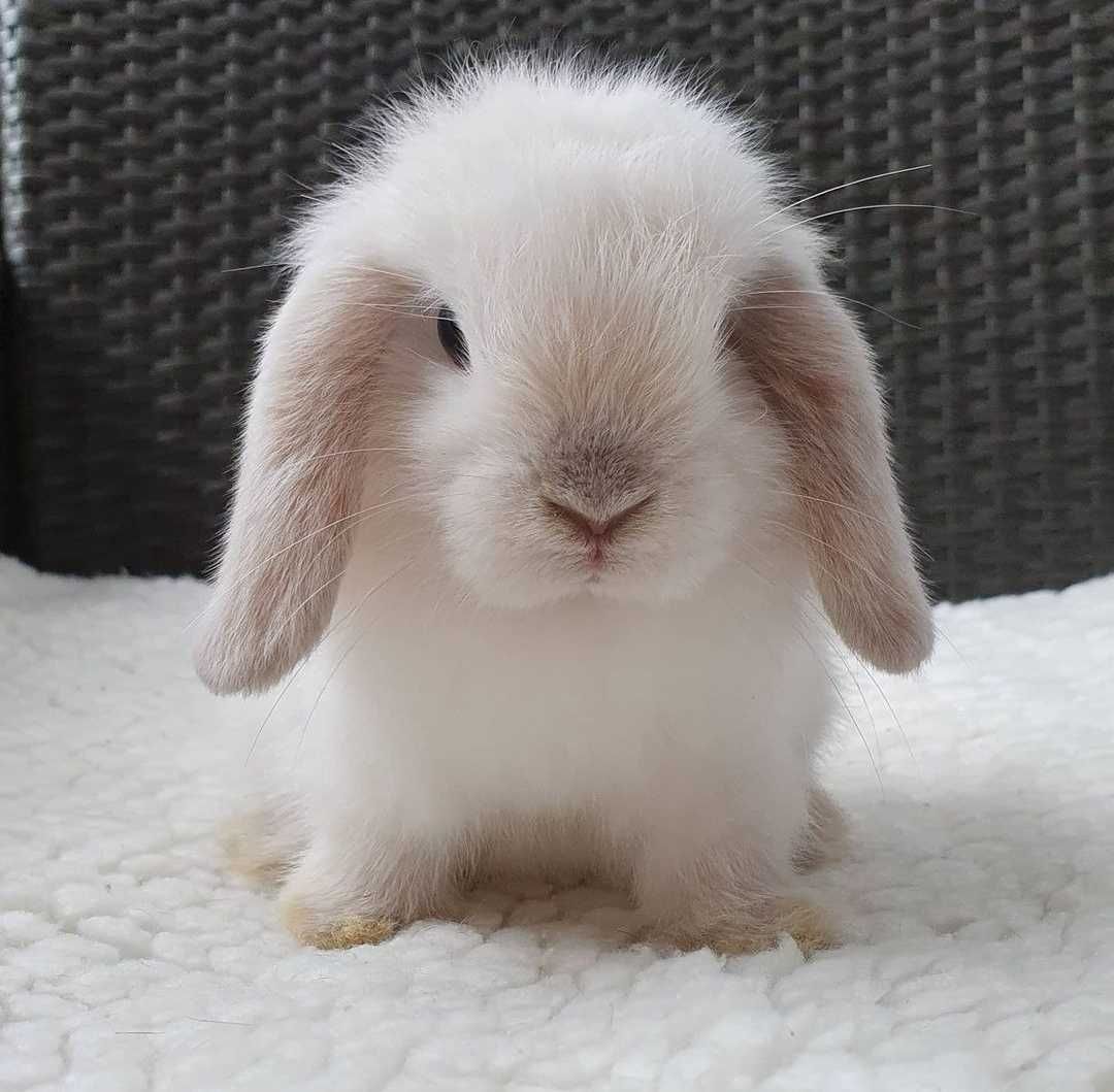 KIT Coelhos anões orelhudos, mini lop adoráveis e super inteligentes