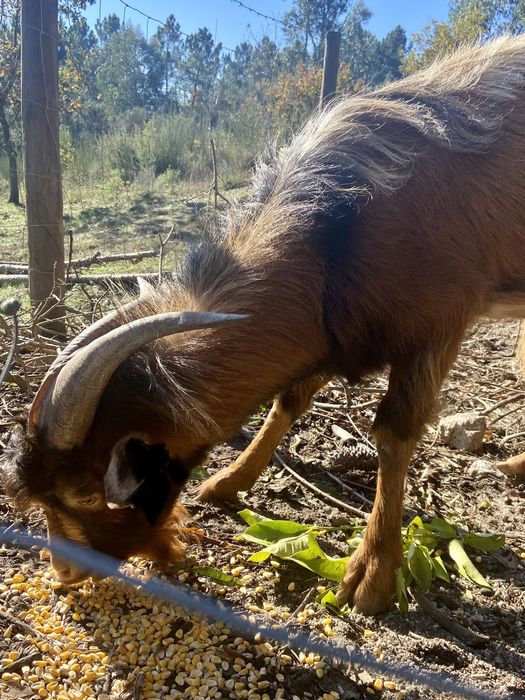 Bode dois anos ( urgente )