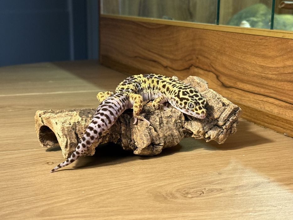 Gekon lamparci samiec 2,5 roku