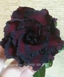 Адениум Black Temptation