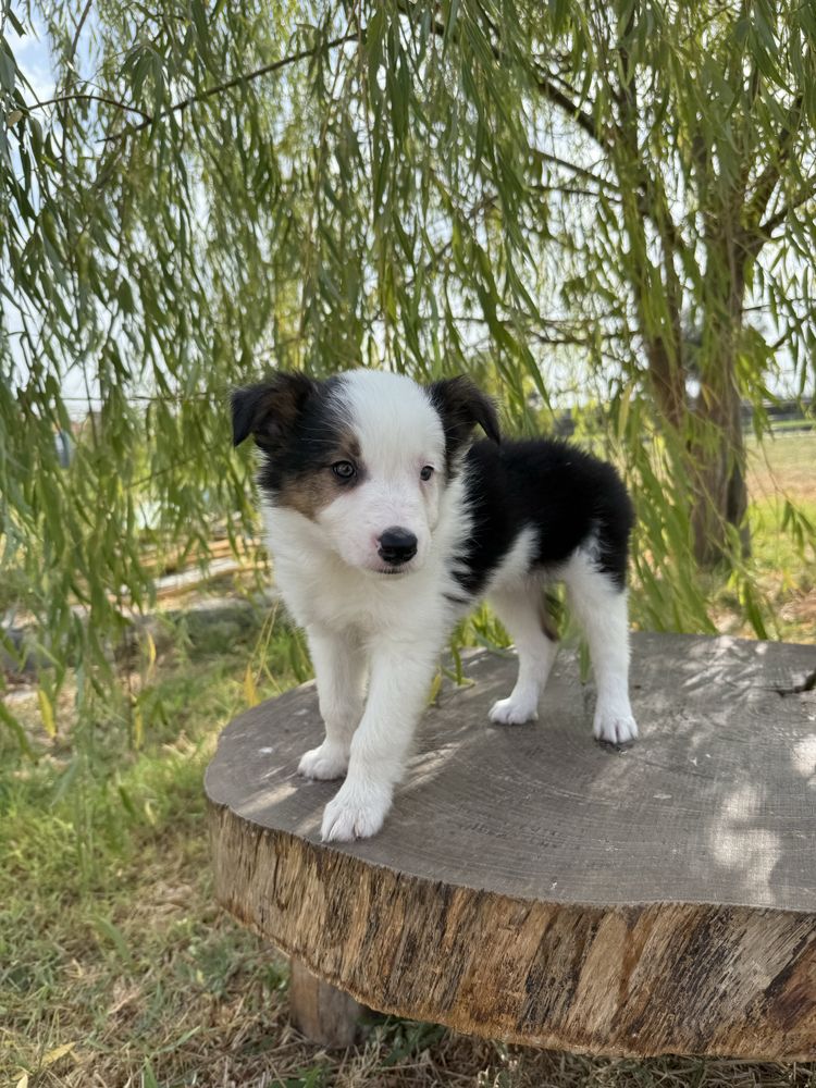 Border Collie Macho Tricolor