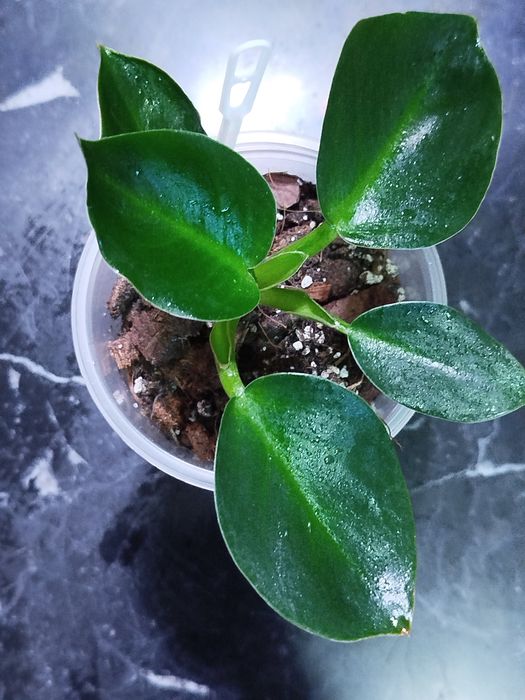 Філодендрон меліноні (Fhilodendron Melinonii), Радіатум, Ред Імперіал