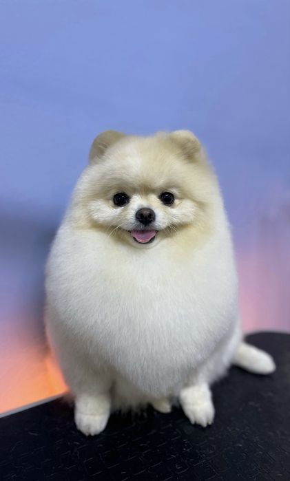 Грумінг, креативний грумінг