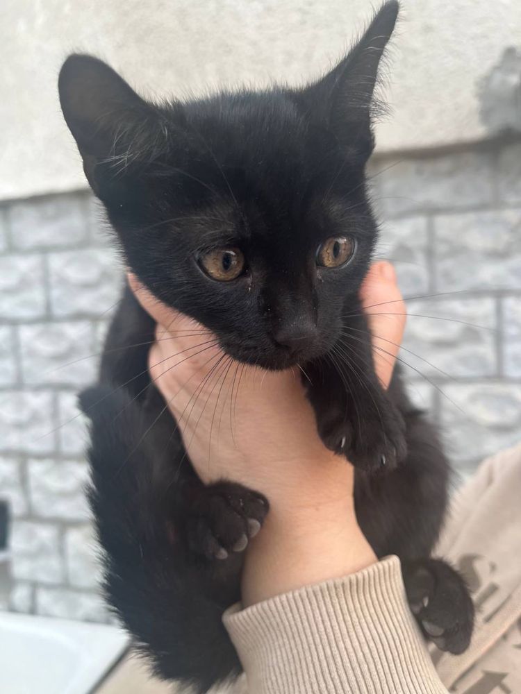 Котики в добрі руки БЕЗКОШТОВНО