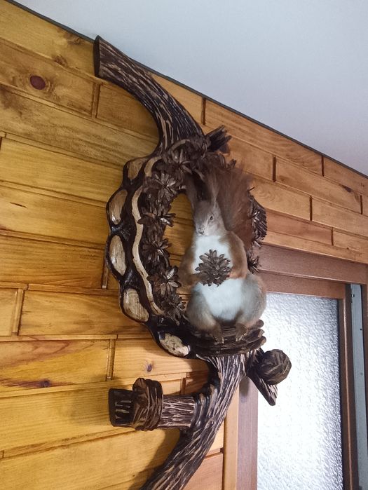 Чучело белки (опудало)