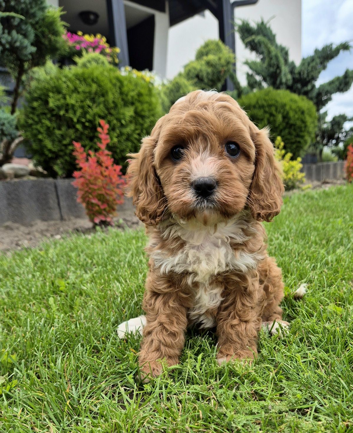 Cavapoo Sunia hybryda ras