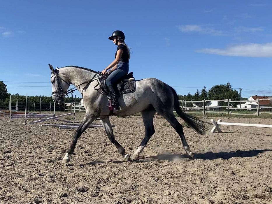 Sprzedam wałacha do sportu, po Ramirado