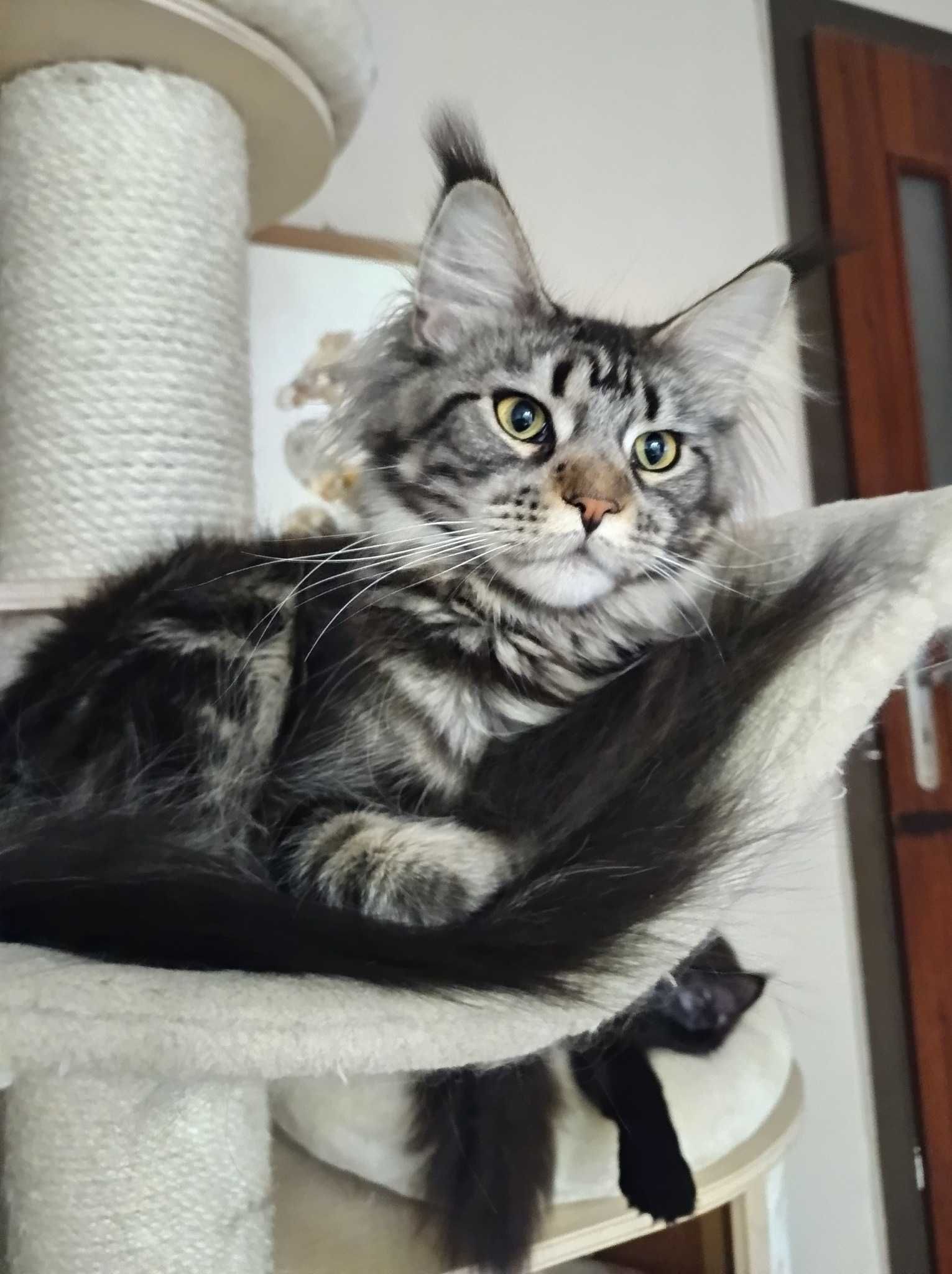Maine Coon kocurek z rodowodem FPL – czarny solid – Jerry Rezerwacja