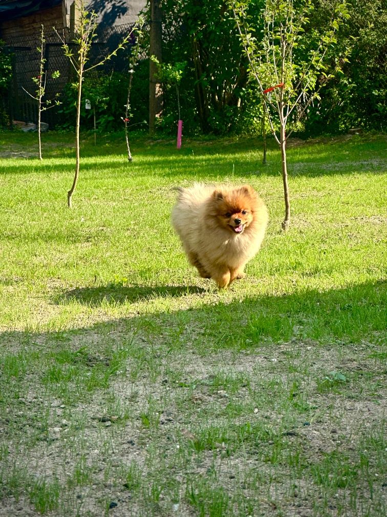 Szpic miniaturowy , pomeranian