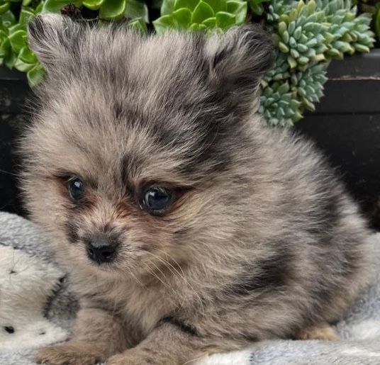 Spitz anao lulu pomerania