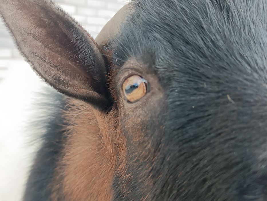 Cabrito anão um ano e meio