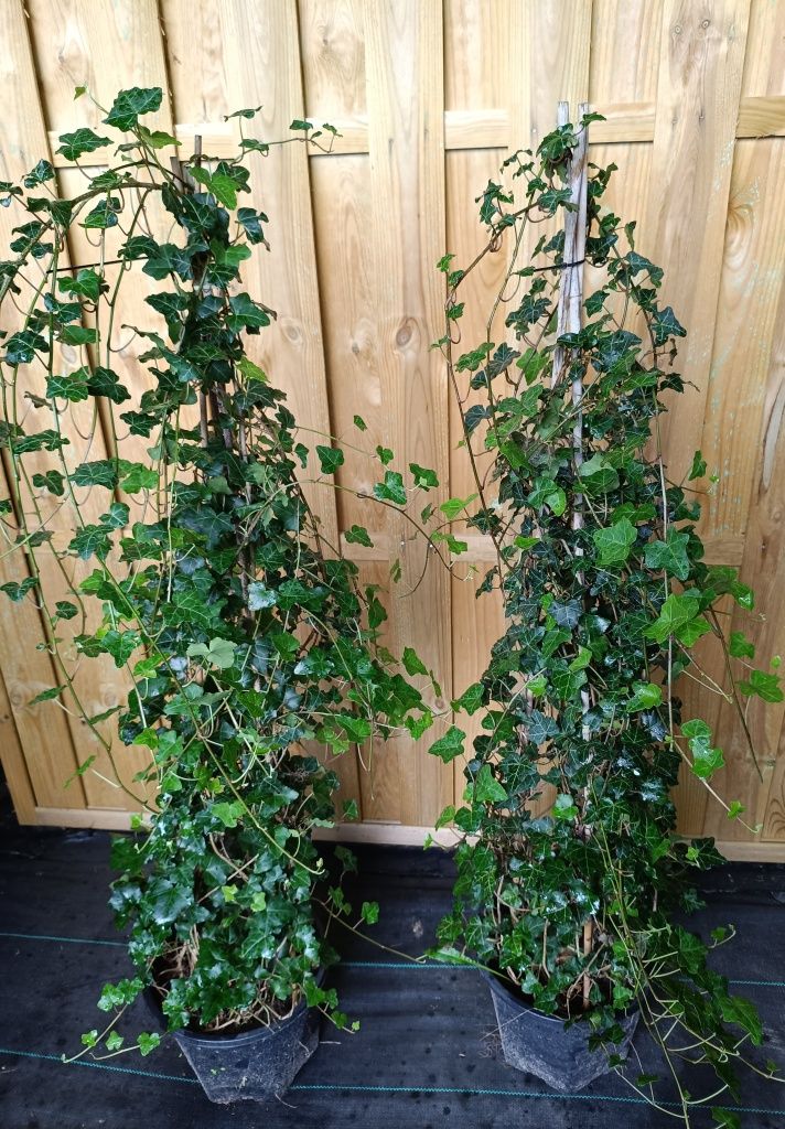 Duże kępy bluszczu Hedera Helix 100-130cm