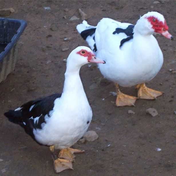 Індокачки, шипуни