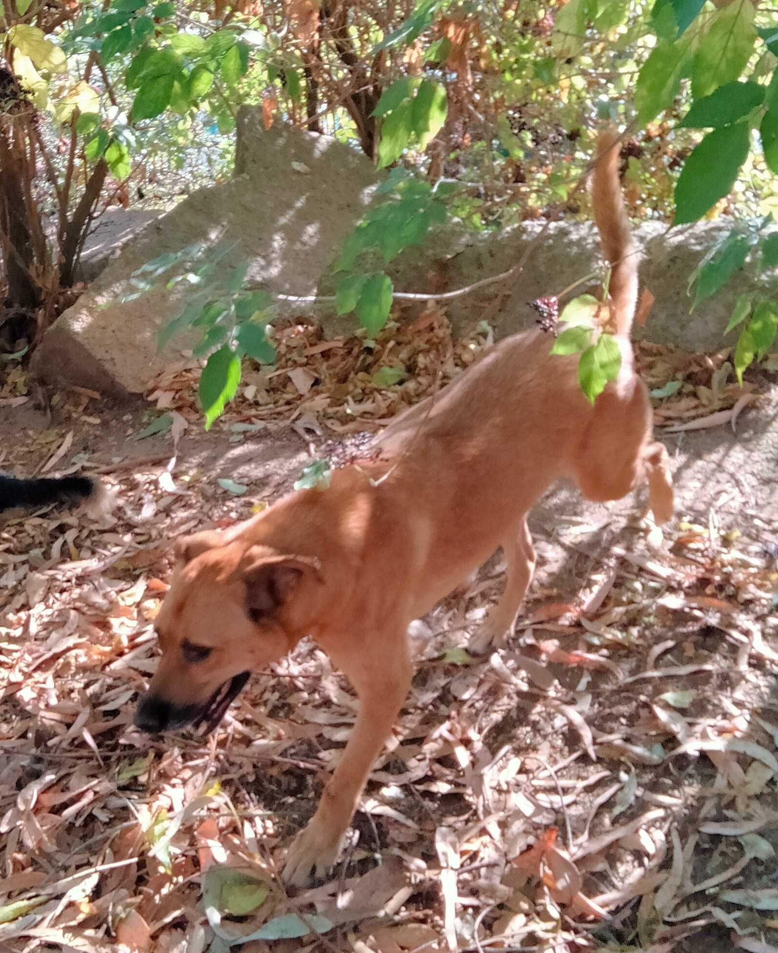 O grande MAX está para adoção!