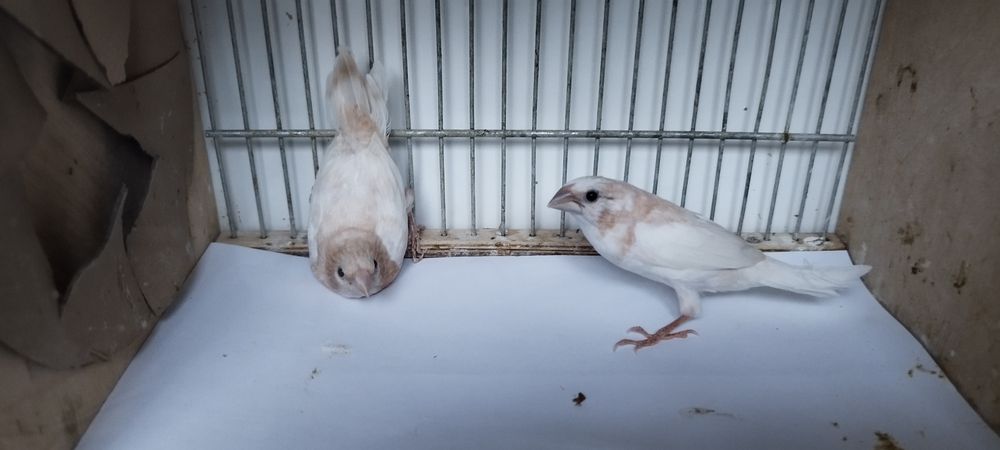 Ładna młoda parka mewek japońskich.