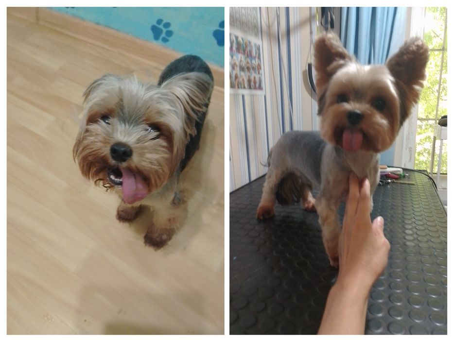 Груминг, стрижка собак