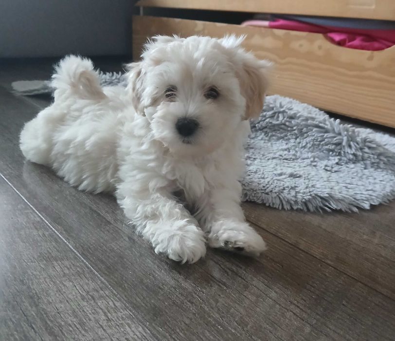 Śliczna Suczka Maltipoo