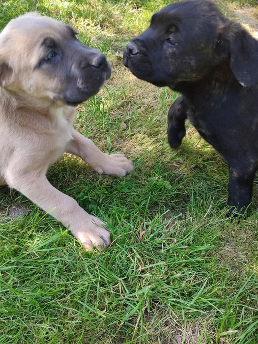 Szczeniaki Cane Corso