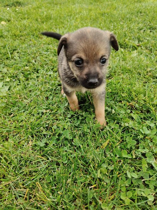 Oddam pieski w dobre ręce