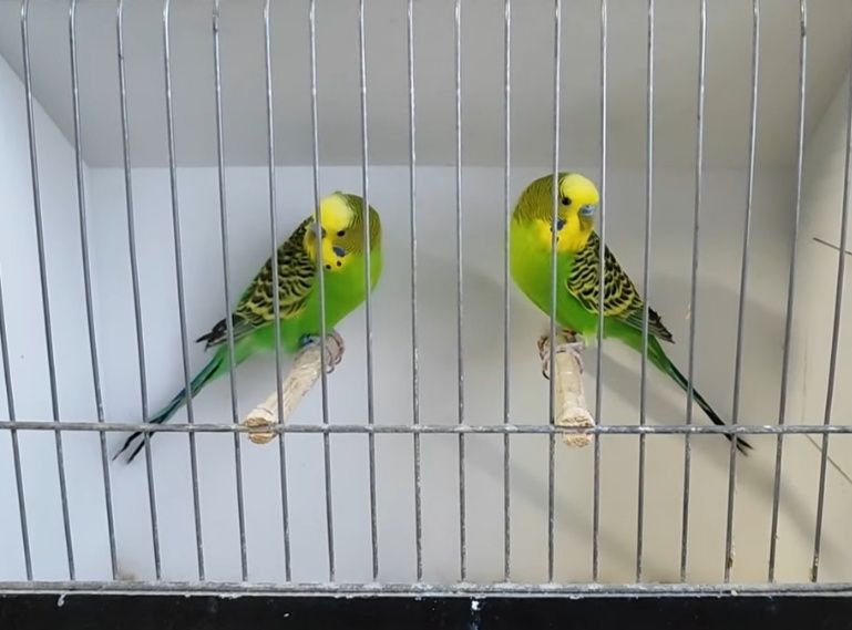 Periquitos australianos