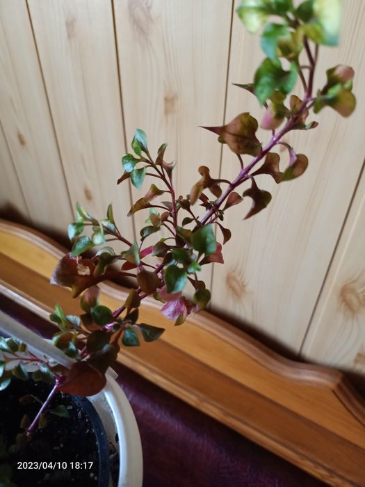 Альтернантера цветная