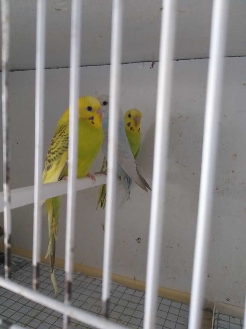 Periquitos agaponis Fischer e caturras