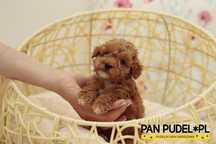 Pudel Toy/Teacup Piękny Piesek Czerwony Red Już Do Odbioru