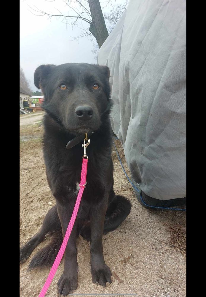 Samuraj w typie czarnego labradora poleca się do adopcji