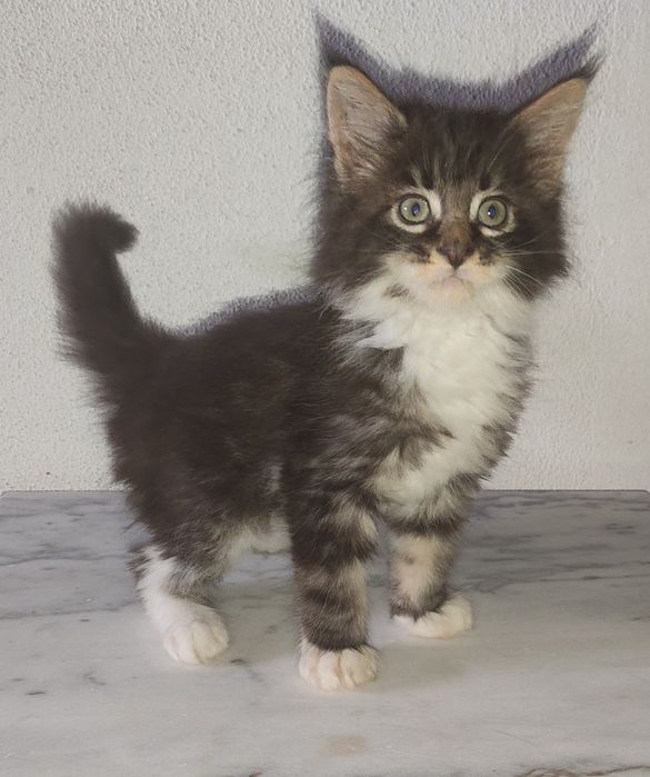 Maine Coon Macho