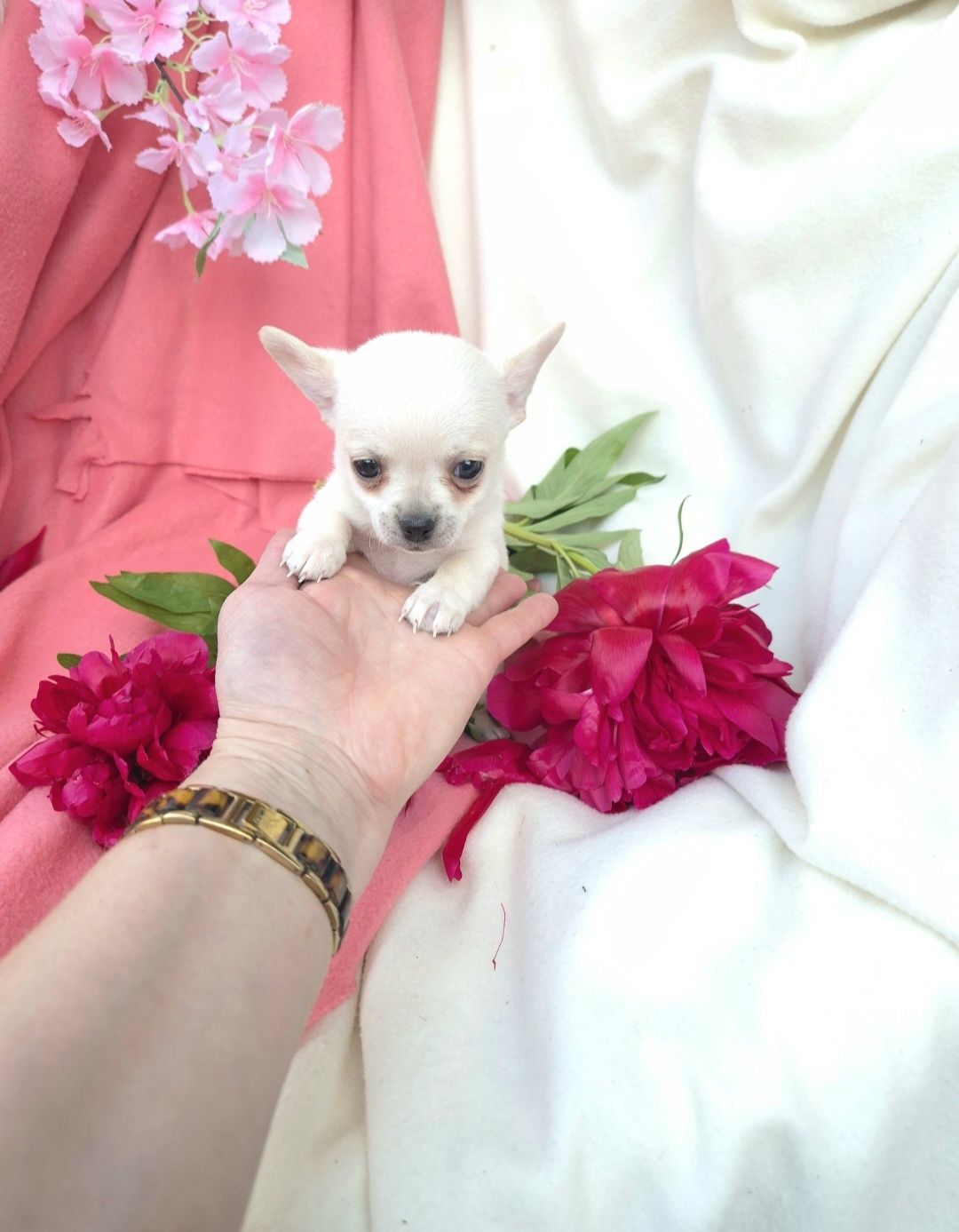 ŚLICZNY Piesek Chihuahua!!