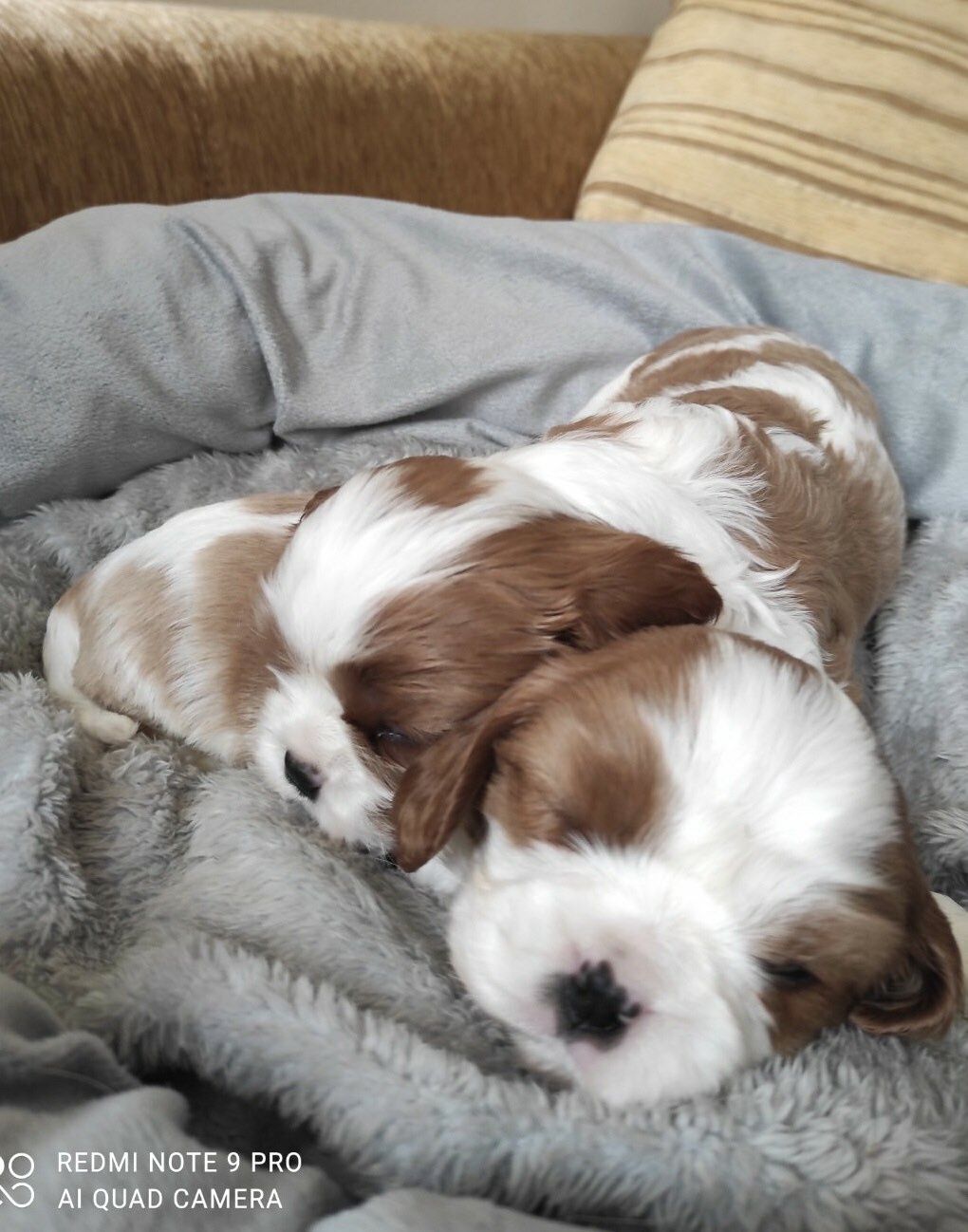 Продаю цуценят  cavalier king charles spaniel