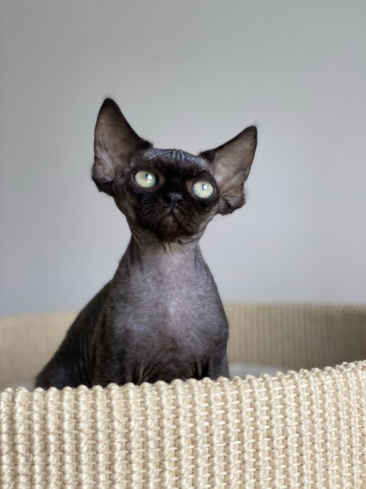 Morgan Calvados*PL   Devon Rex chłopiec  grupa B