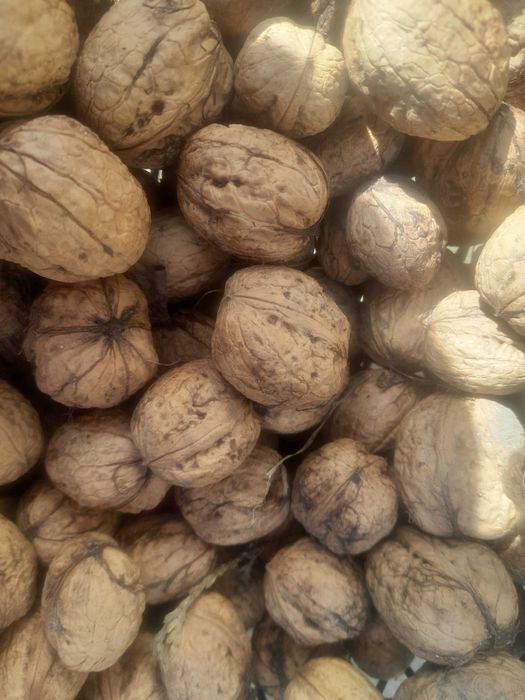 Orzechy włoskie w Łupinach
