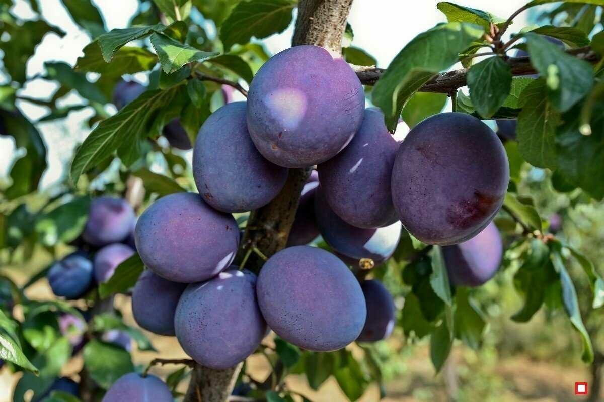 Саженцы деревьев на обмен или продажу.