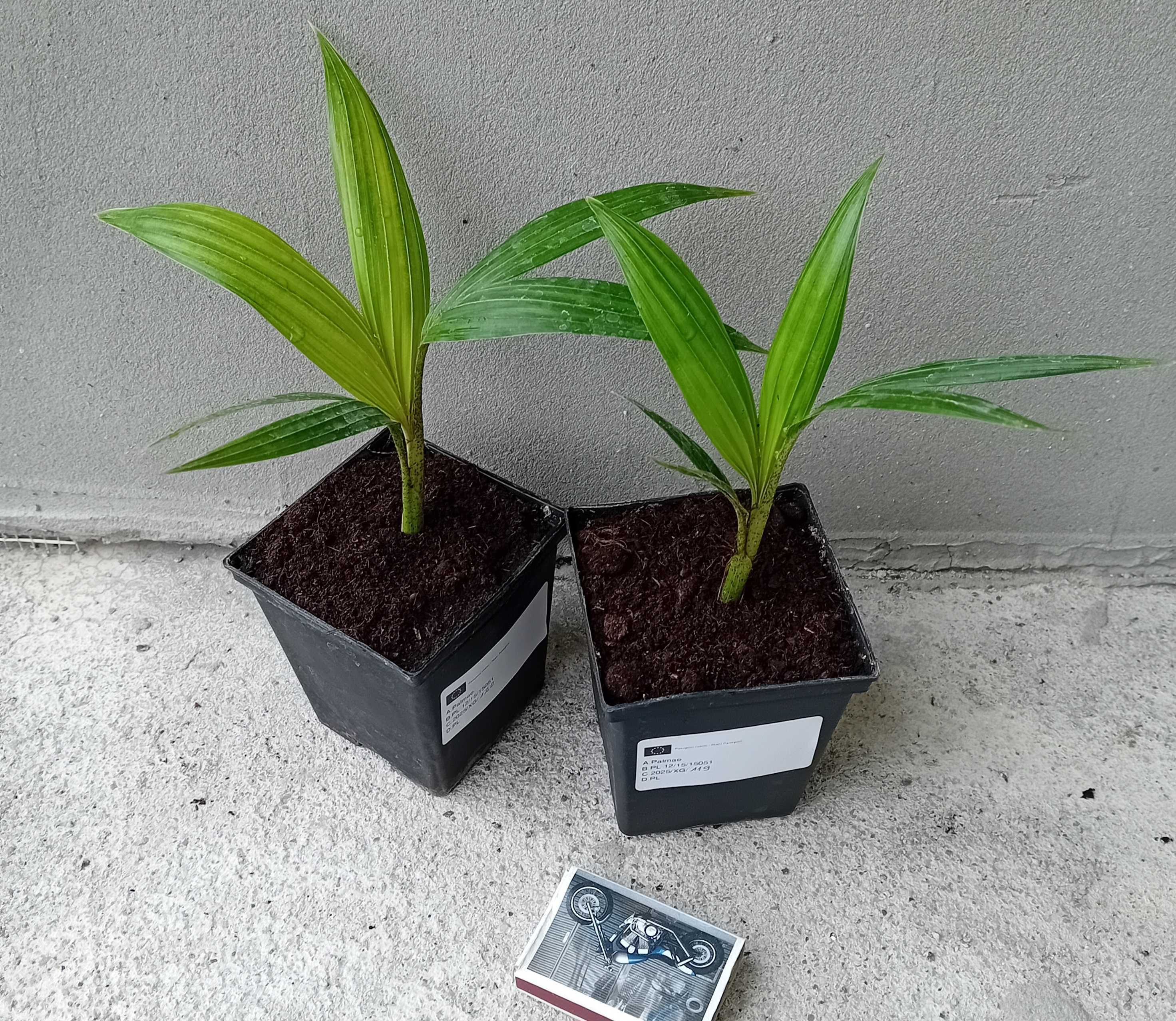 Feniks panujących (Archontophoenix alexandrae) RARYTAS!
