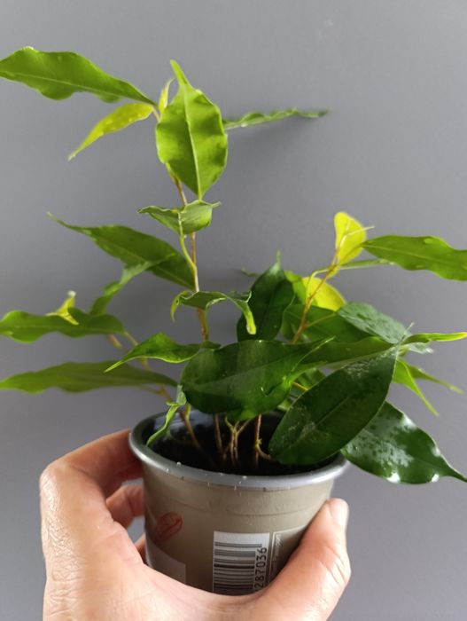 Фікус Бенджаміна Неон,молоді рослинки