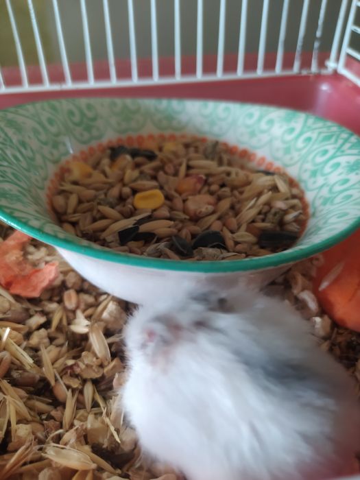 Хомячки Кременчуг