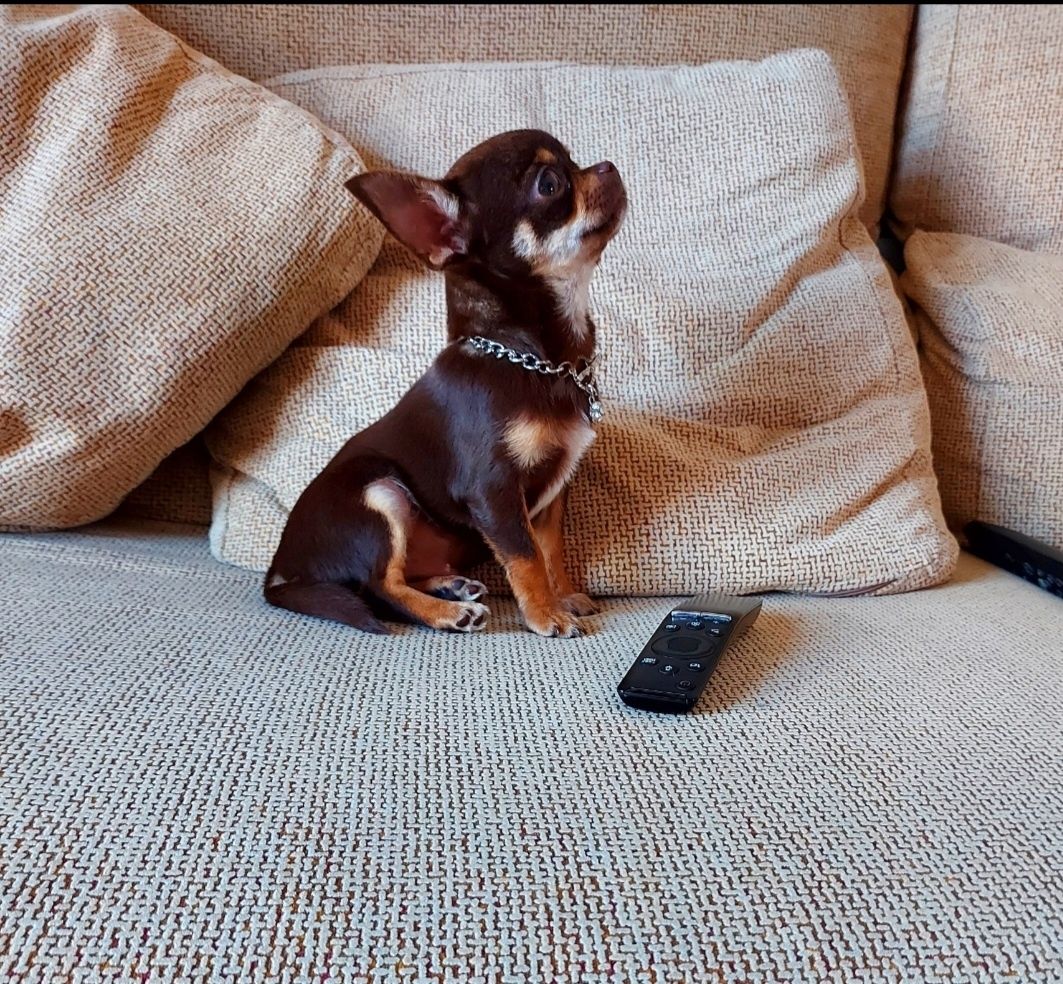 Chihuahua Com LOP (Pedigree) Macho