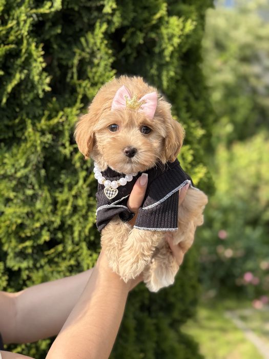 Красуні дівчаткк мальтипу ф1