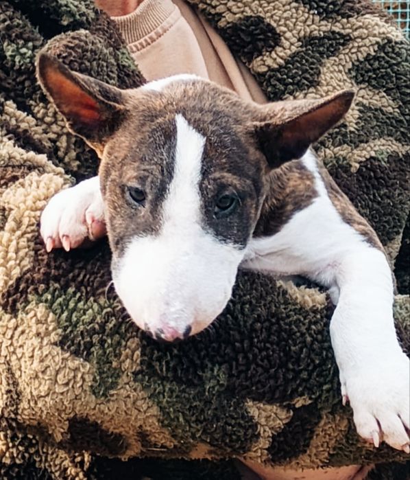 Bulterier Miniaturowy Miniature Bull Terrier Samiec