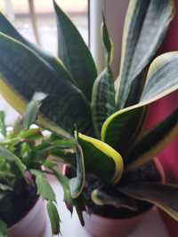 Aloes drzewiasty, Aloe vera, sensewieria, amarylis cebulkowe