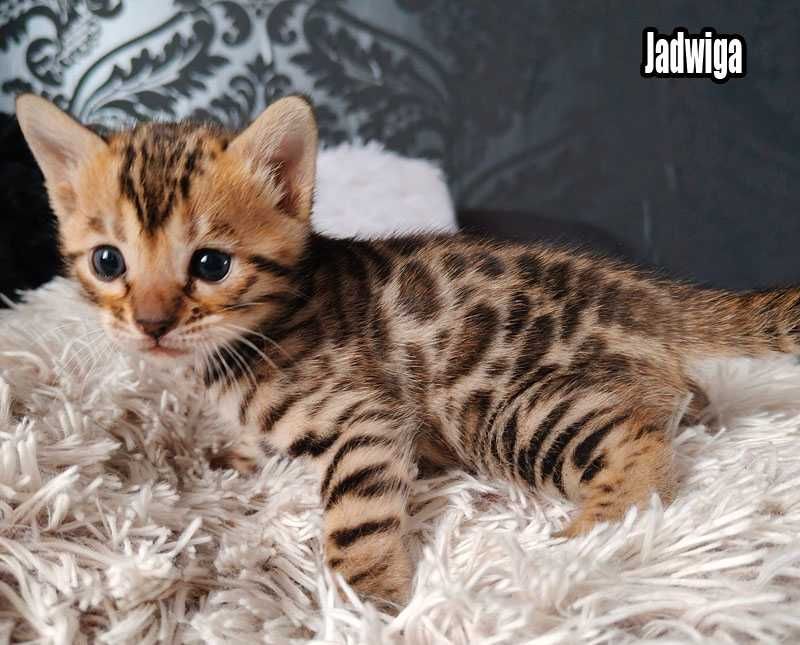 Koteczka bengalska z rodowodem