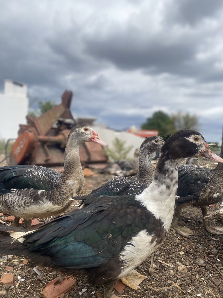 Vende se patos mudos