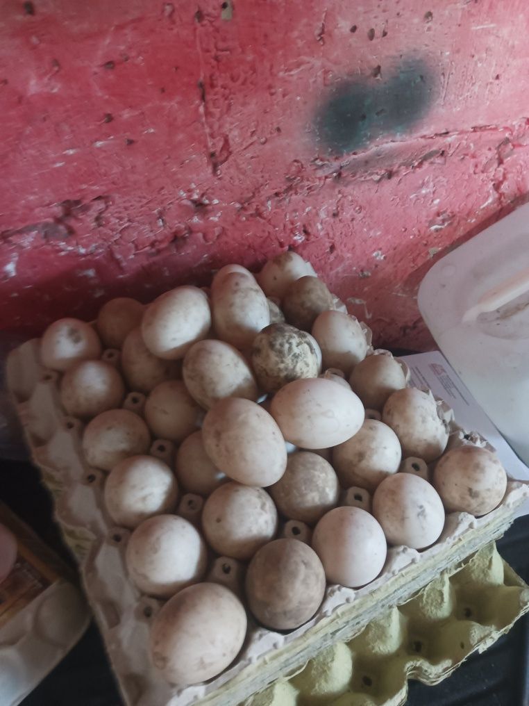 Jaja lęgowe kaczki francuskie oryginał