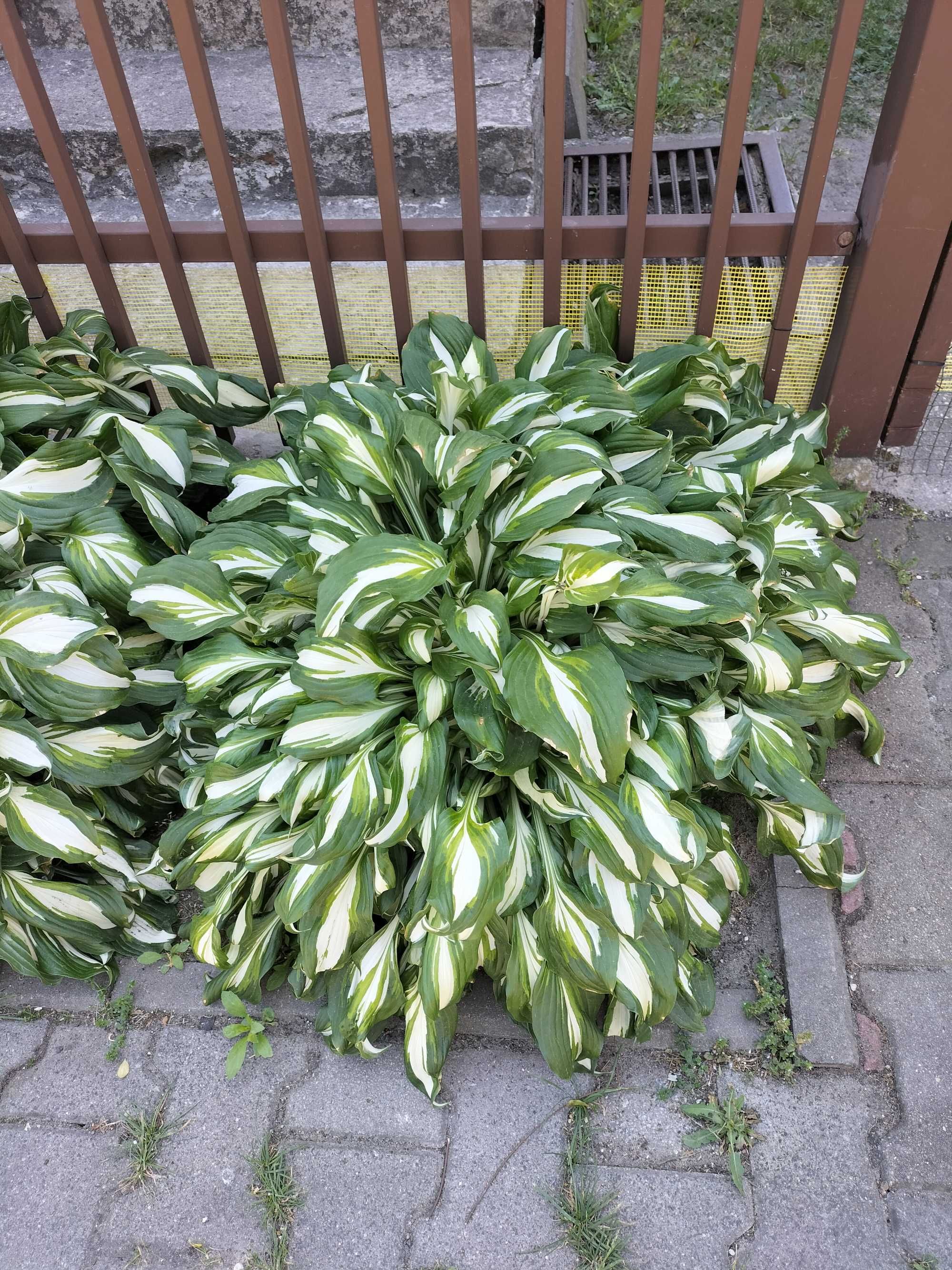 funkia (hosta) - kwiaty wieloletnie do ogrodu