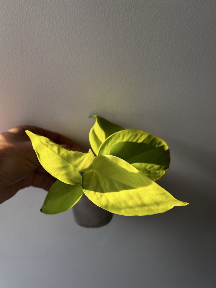 Epipremnum Lemon Lime