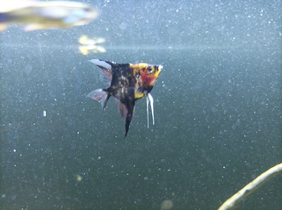 Skalar rybki akwariowe