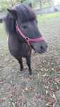 Poney de cor preto, com 5 anos bastante docil e lindo.