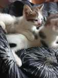 Gatinhos p/ adoção